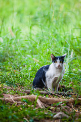 Black and white cat
