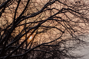 Close-up branches of tree covered with snow against a stunning sunset , orange tones, winter background, Christmas, New Year