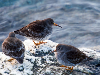 Purple Sandpiper 