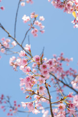Fototapeta na wymiar Wild Himalayan Cherry spring blossom