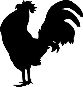 recommend clip art: rooster silhouette cock