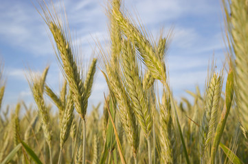 Obraz premium wheat