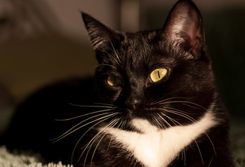 black cat with a white shirt front