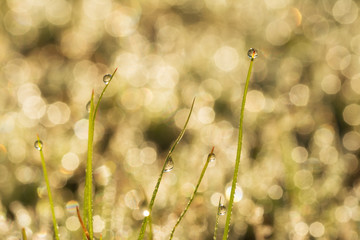 Sunrise in dew drops on grass blades on a dewy bokeh background