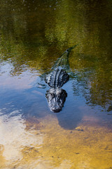 Obraz premium Alligator in Everglades, Florida