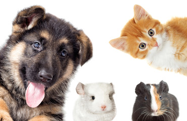 Fototapeta premium set pet peeping on a white background