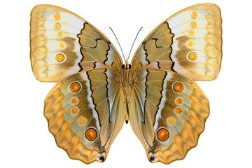 Jungle Queen, large butterfly from Thailand (Stichophthalma louisa, underside) isolated on white background © Roman