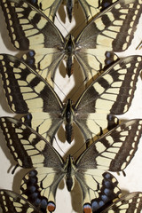 Collection of Victorian Butterflies
