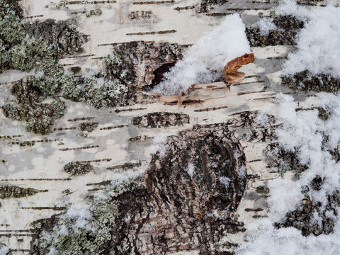 The bark of curly birch, winter, texture
