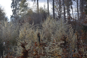 hoarfrost