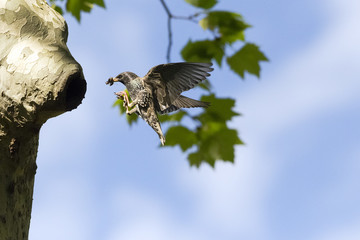 Star bei der Fütterung