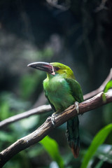 Green bird sitting on a branch