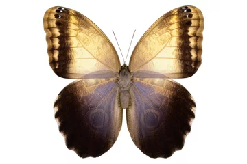 Crédence de cuisine en verre imprimé Papillon Giant Owl butterfly (Caligo memnon, male, upside) from Amazon rainforest isolated on white background