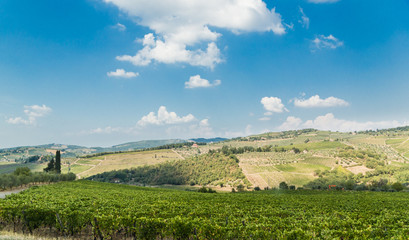 Obraz premium Vineyard in Tuscany, Italy