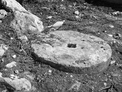 RUEDA MOLINIO DE PIEDRA SEMI ENTERRADA EN LA LOCALIDAD DE PITARQUE TERUEL