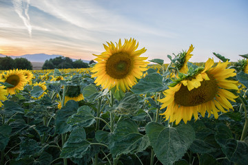Blooming big sunflowers (Helianthus annuus) plants on field in summer time. Flowering bright yellow sunflowers background. Rural scene. Sunflower field in Slovakia at sunset