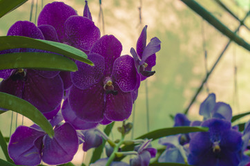 Obraz na płótnie Canvas The beauty of orchids