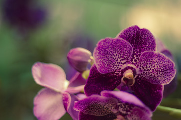 The beauty of orchids