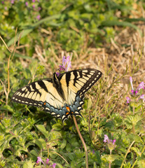 Eastern Tiger Swallowtail feeding on small pink flowers of Common henbit in early spring