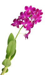 Branche d'une orchidée Dendrobium