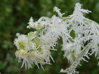 gefrorene Rapsblüten im November
