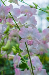 Fototapeta premium The beauty of orchids