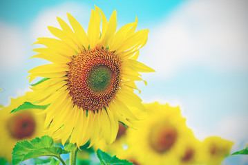 Close-up of sun flower against a blue sky of summer