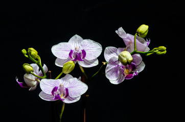 Naklejka na ściany i meble The beauty of orchids 
