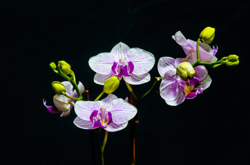 Fototapeta na wymiar The beauty of orchids 