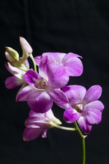 The beauty of orchids 