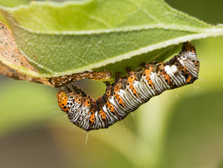 Eight-spotted Forester caterpillar