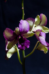 The beauty of orchids 