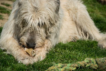 Naklejka na ściany i meble Lying white Irish Wolfhound dog eats bone on the grass. Happy adult dog gnaws a bone in the garden on the lawn
