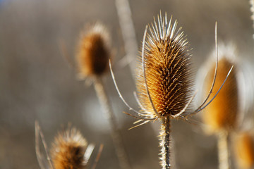 Obraz premium Michigan Spring