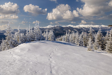 Winter landscape in mountains with  fir trees