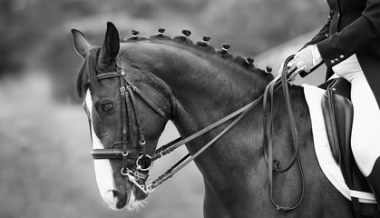 Close up of the head a bay dressage horse, black white