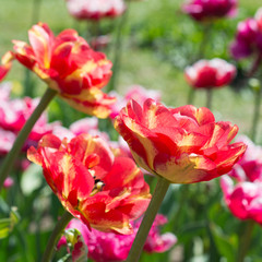 Blooming tulips in spring