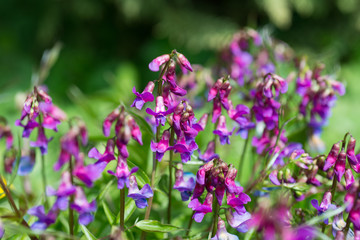 Flowers Lathyrus vernus