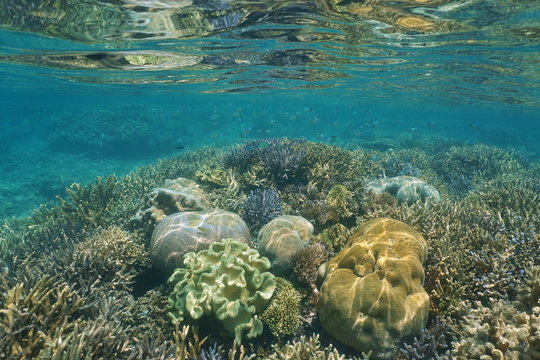 Corals underwater on a shallow reef, New Caledonia, south Pacific ocean
