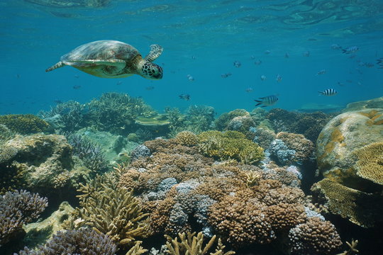A green sea turtle underwater on a shallow coral reef with fish, New Caledonia, south Pacific ocean
