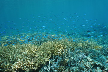 School of fish blue-green chromis, Chromis viridis, above staghorn coral, underwater in the lagoon of Grand Terre island in New Caledonia, south Pacific ocean
