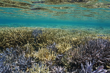 Naklejka na ściany i meble Shallow coral reef underwater with Acropora staghorn corals in good condition, south Pacific ocean, New Caledonia 