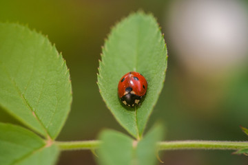 Mariquita en una hoja