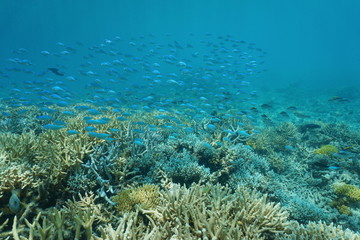 Naklejka na ściany i meble Underwater coral reef with a school of fish Blue-green chromis, New Caledonia, south Pacific ocean 
