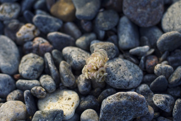 Marine flower on stone