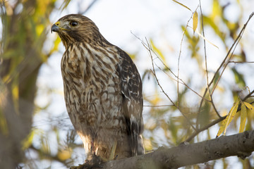 Red Tailed Hawk, Vic Fazio Wildlife Refuge