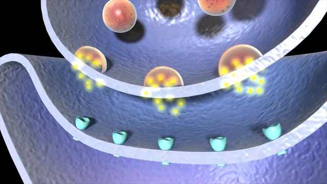  Acetylcholine release