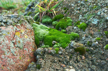 Moss on stone.