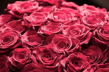 Beautiful red roses close-up