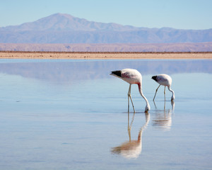 Flamingoes in the Atacama Desert, Chile